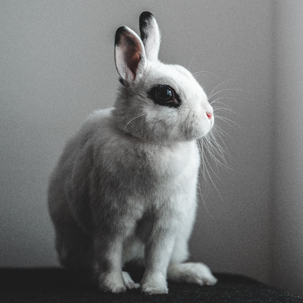 label-cruelty-free-vegan-peta